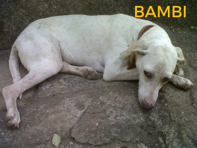 Bambi - rescued dog