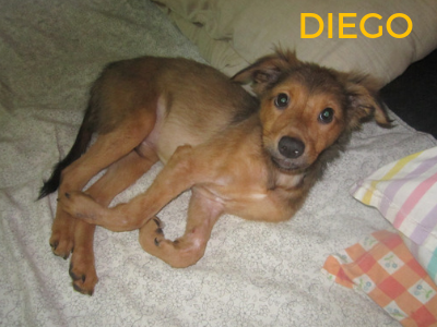 Diego - rescued dog