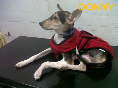 Donny - rescued dog