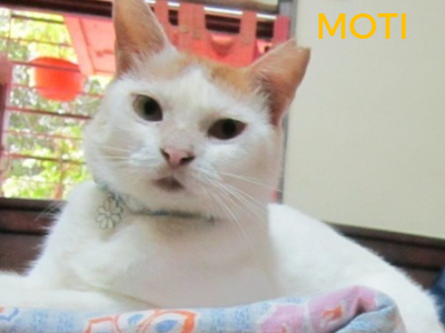 Moti - rescued cat